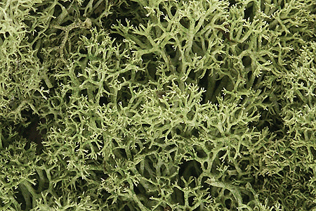 Woodland Scenics L161 Lichen Bag, Spring Green