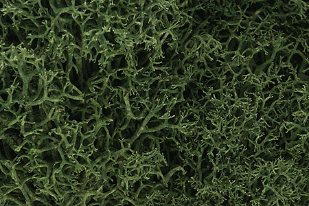 Woodland Scenics L163 Lichen Bag, Medium Green