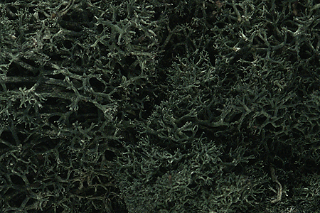 Woodland Scenics L164 Lichen Bag, Dark Green