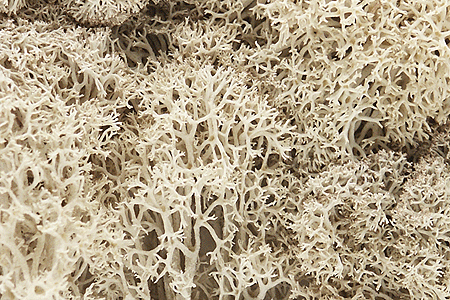 Woodland Scenics L166 Lichen Bag, Natural