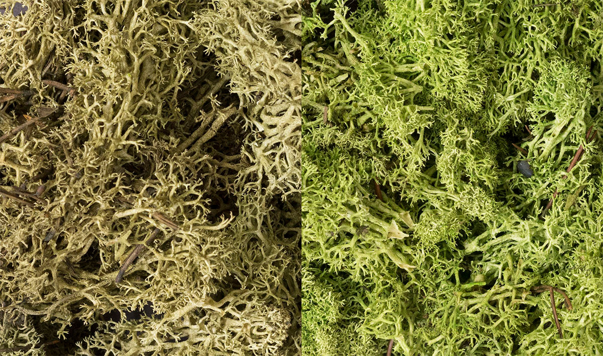 Woodland Scenics L167 Lichen Bag, Light Green Mix